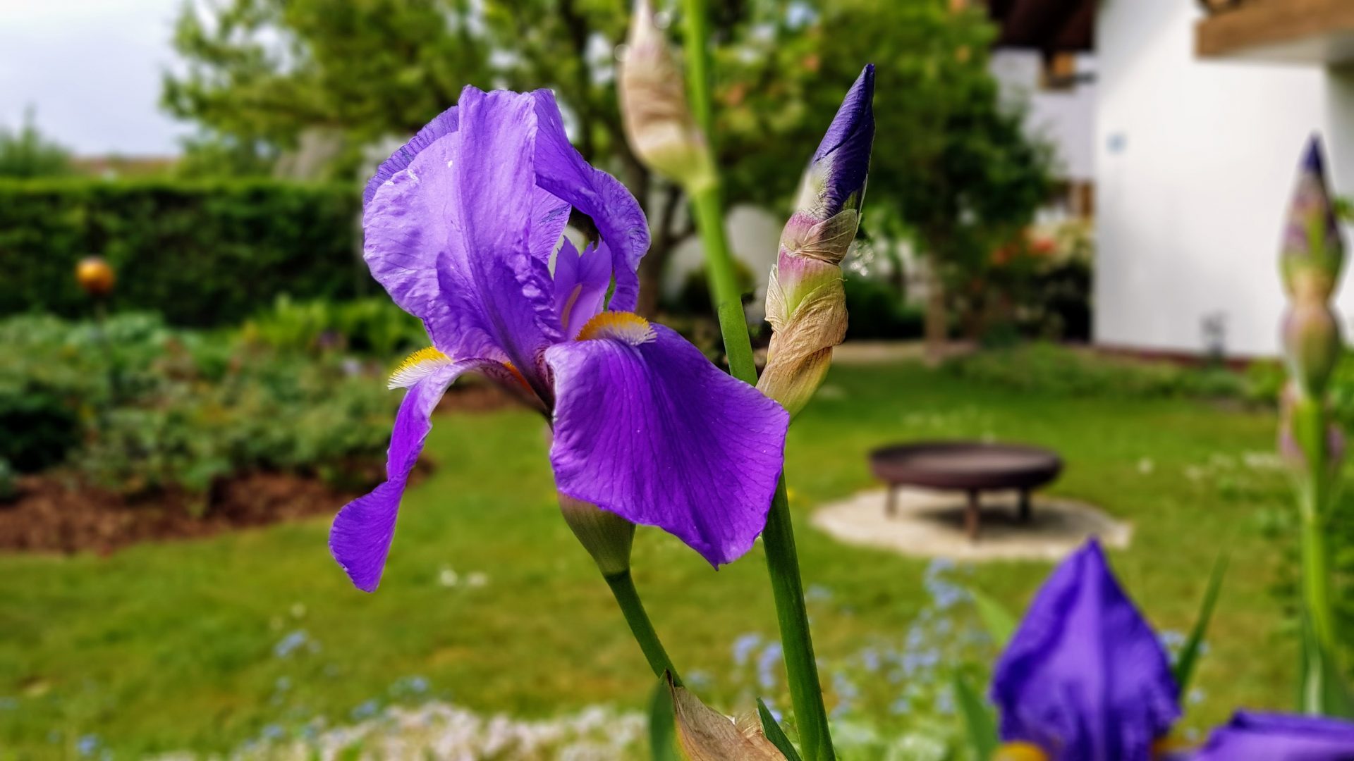 Blaue Iris