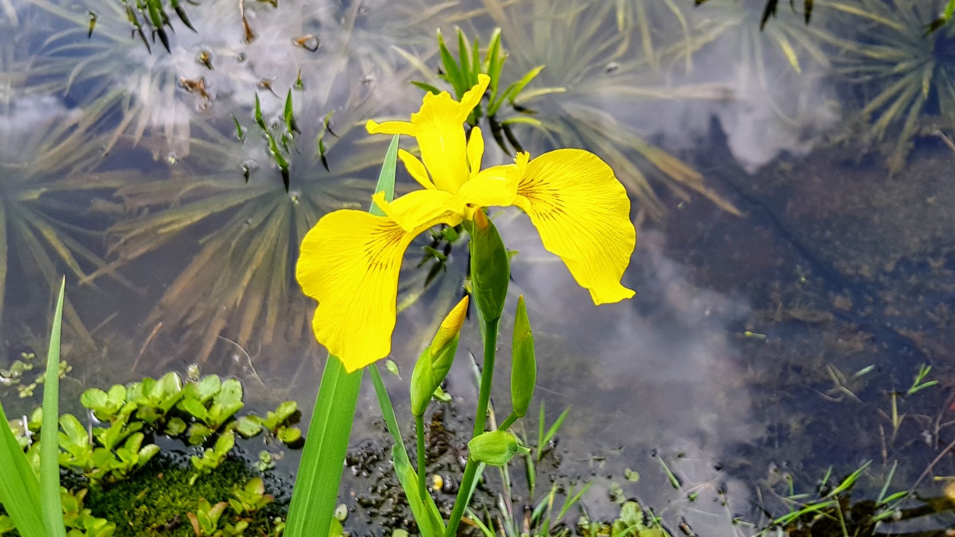 Iris gelb