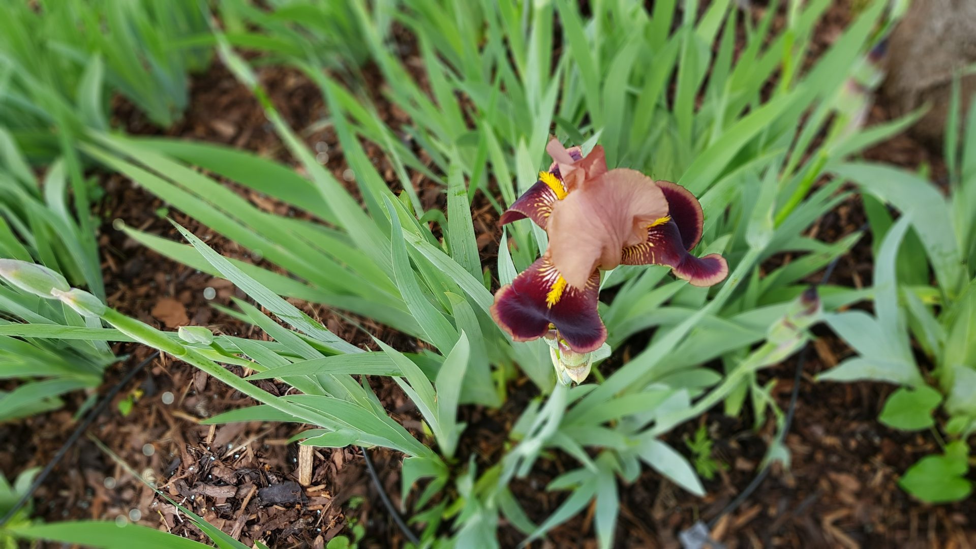 Braune Iris